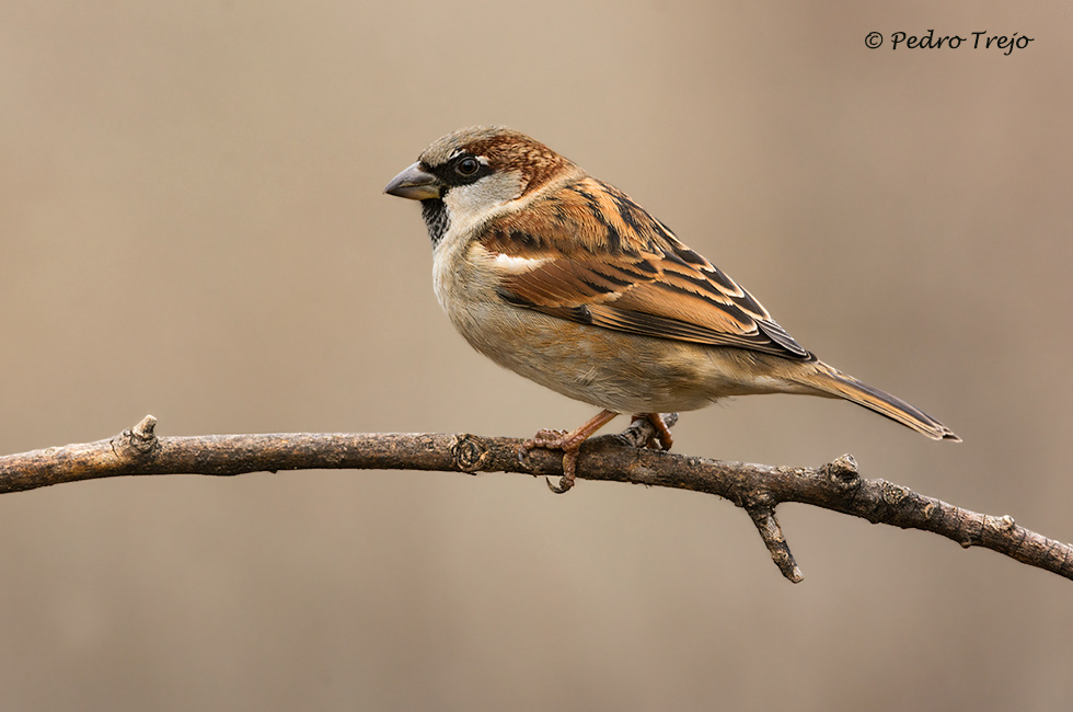 Gorrion comun (Passer domesticus)